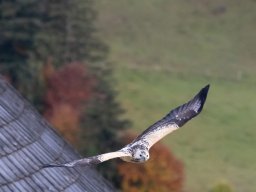 Photowalk - Hohenwerfen Castle - Falconry Austria